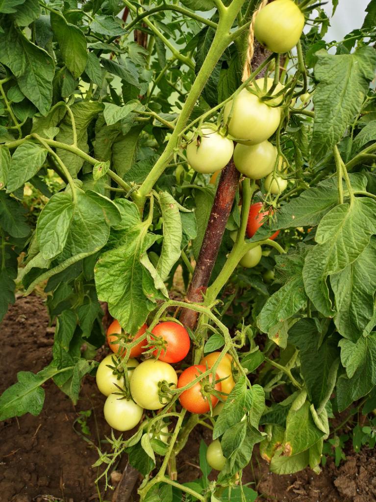 najlepsze odmiany pomidorów