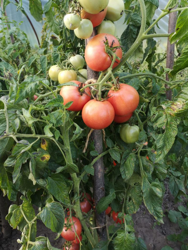 pomidor faworyt
