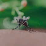 środki na komary