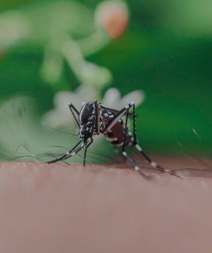 środki na komary